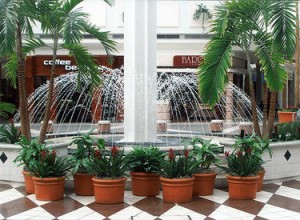 Interior Plantscape